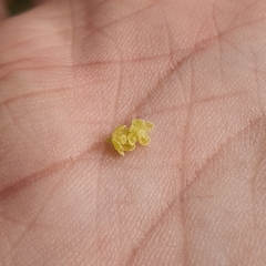 Baccaurea parviflora