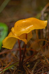 Hymenogloea papyracea