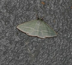 Oenochroma infantilis