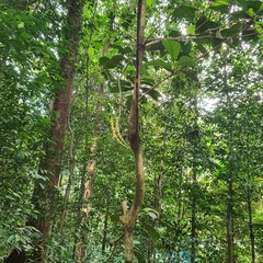 Baccaurea parviflora