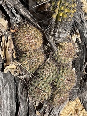 Mammillaria petrophila