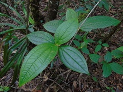 Medinilla alpestris