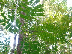 Archidendron clypearia