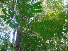 Archidendron clypearia