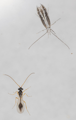 Aclista