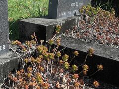 Sedum × rubrotinctum