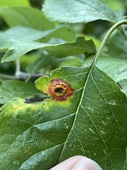 Acericecis ocellaris