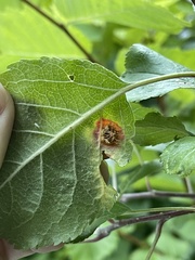 Acericecis ocellaris