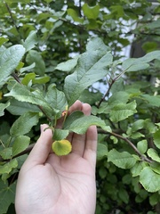 Acericecis ocellaris