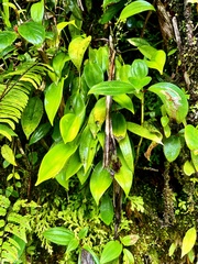 Pleurothallis ruscifolia