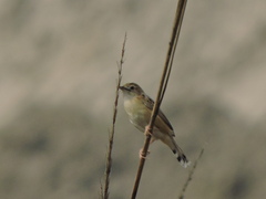 Cisticola juncidis