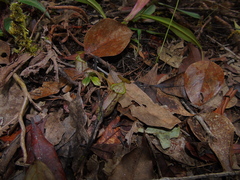 Nepenthes rhombicaulis