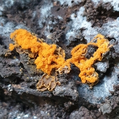 Hemitrichia serpula