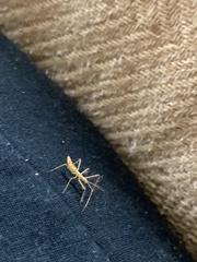 Zelus cervicalis