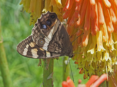 Aeropetes tulbaghia