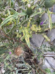 Cirsium vulgare