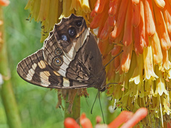 Aeropetes tulbaghia