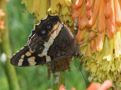 Aeropetes tulbaghia