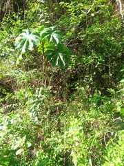 Cecropia obtusifolia