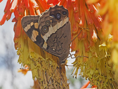 Aeropetes tulbaghia