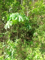 Cecropia obtusifolia