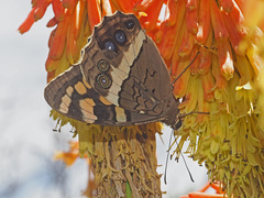 Aeropetes tulbaghia