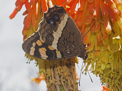 Aeropetes tulbaghia