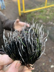 Xylaria hypoxylon