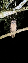 Strix leptogrammica