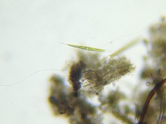 Closterium aciculare