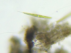 Closterium aciculare