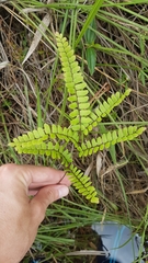 Adiantum serrato-dentatum