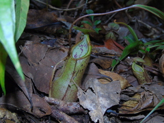 Nepenthes rhombicaulis