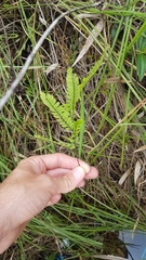 Adiantum serrato-dentatum