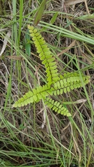 Adiantum serrato-dentatum
