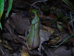 Nepenthes rhombicaulis
