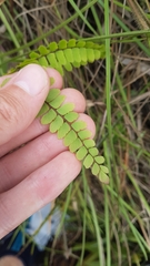 Adiantum serrato-dentatum