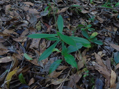 Nepenthes rhombicaulis