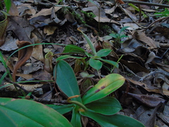 Nepenthes rhombicaulis