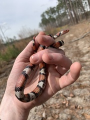 Lampropeltis elapsoides