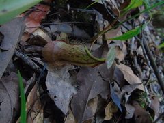Nepenthes rhombicaulis