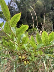 Rubus fraxinifolius