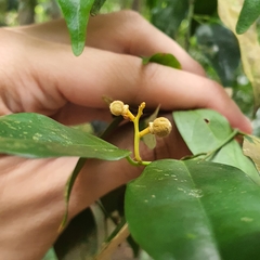Xanthophyllum eurhynchum