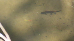 Cynops ensicauda popei