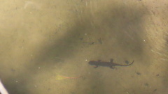 Cynops ensicauda popei