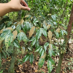 Xanthophyllum eurhynchum