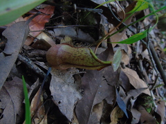 Nepenthes rhombicaulis