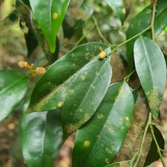 Xanthophyllum eurhynchum
