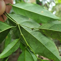 Xanthophyllum eurhynchum