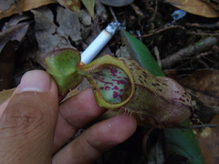 Nepenthes rhombicaulis